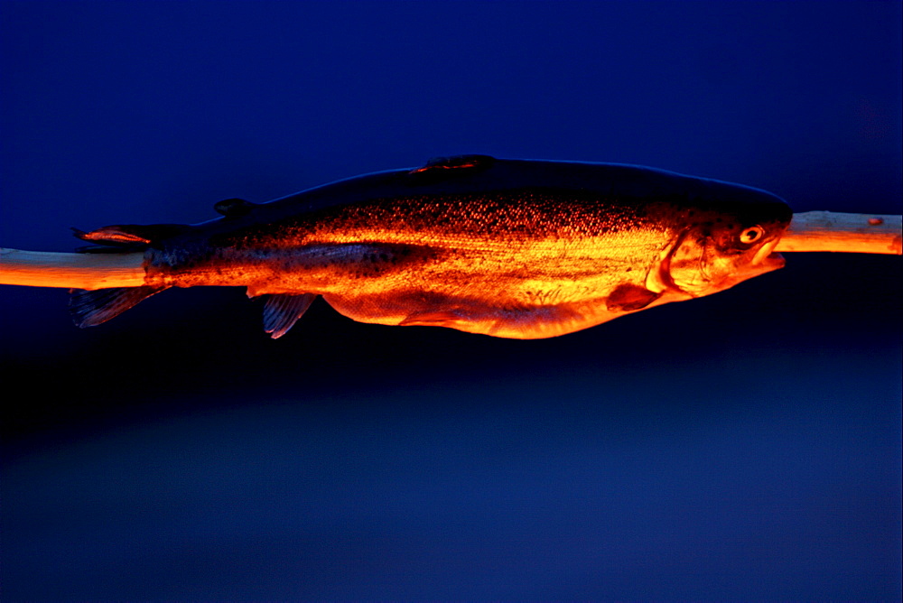 Fish over a camp fire