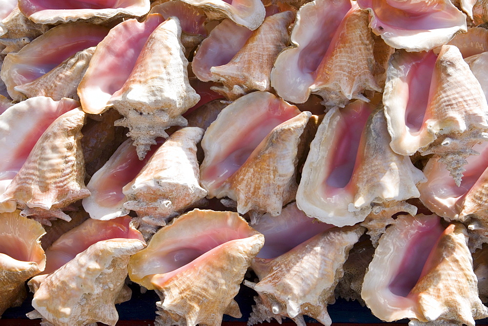 Conch Shells at Market, St. George's, Grenada