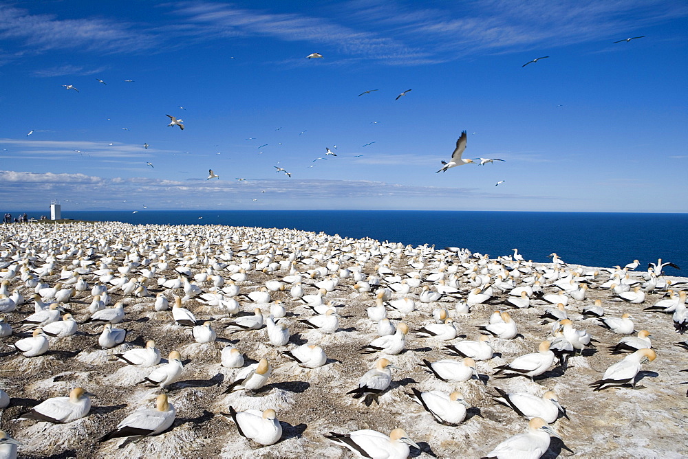 Cape Kidnappers Gannet Colony, Australasian Gannet Morus serrator, near Napier, Hawkes Bay, North Island, New Zealand