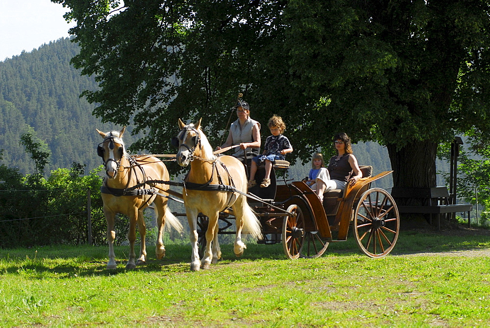 Horse carriage with Haflinger horses in Meura, Thuringia, Germany