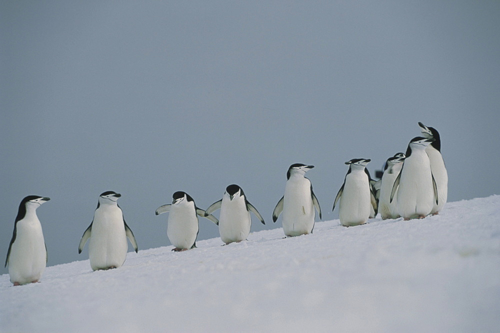 Chinstrap Penguins, Pygoscelis antarctica, Antarctica