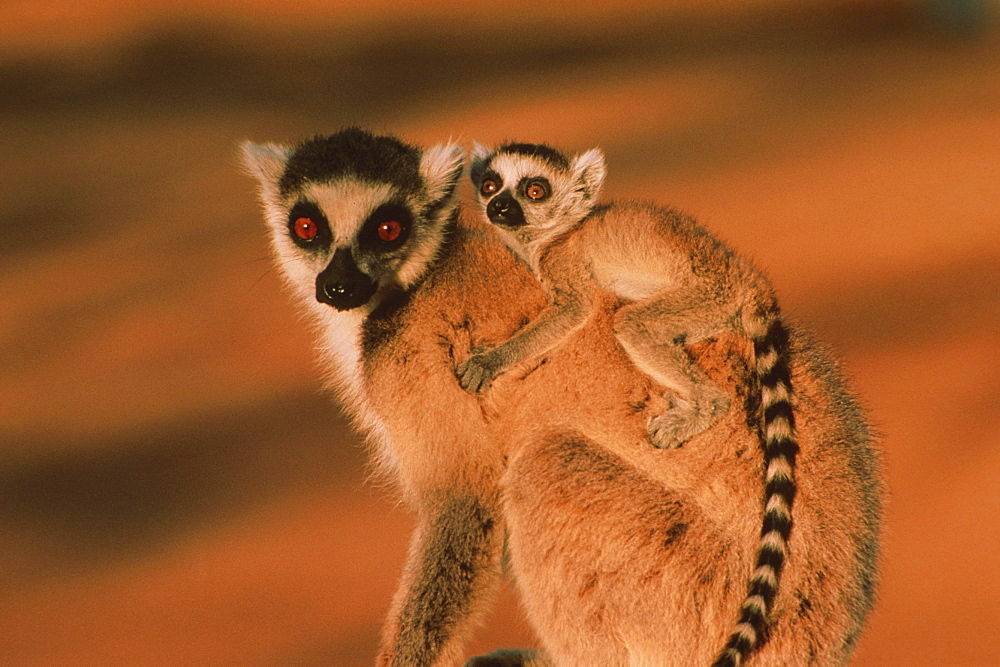 Catta with baby, Lemur catta, Berenty, Madagaskar