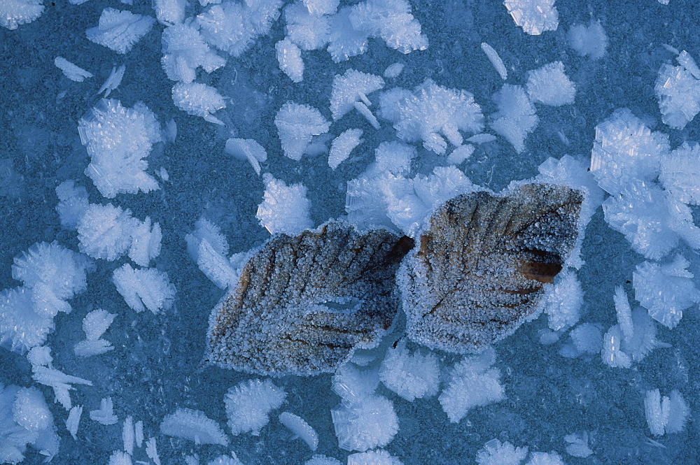 Frozen foliage, leaves, Nature