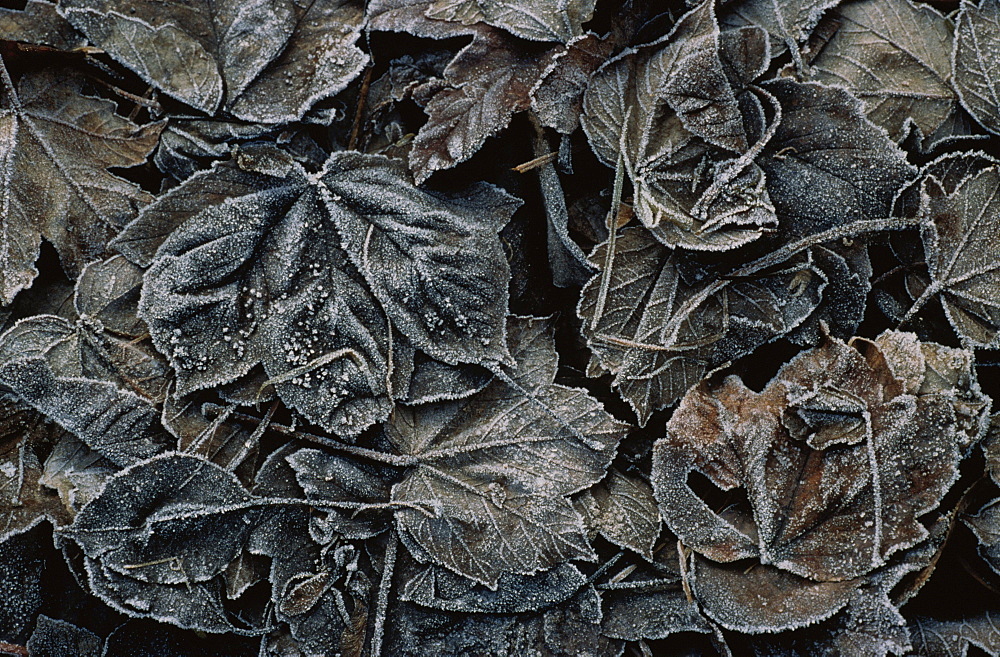 Close up of Autumn foliage, Leaves, Nature