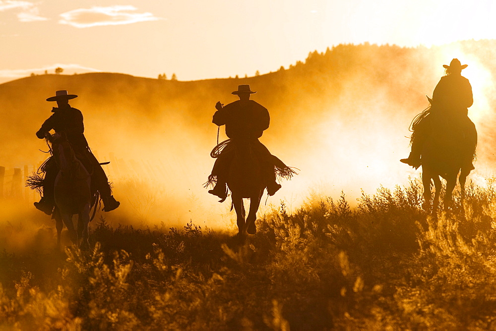 cowboys horseriding at sunset, Oregon, USA