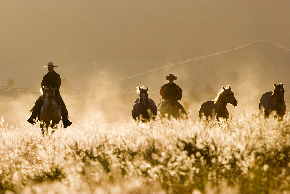 Cowboys horseriding at sunset, Oregon, USA