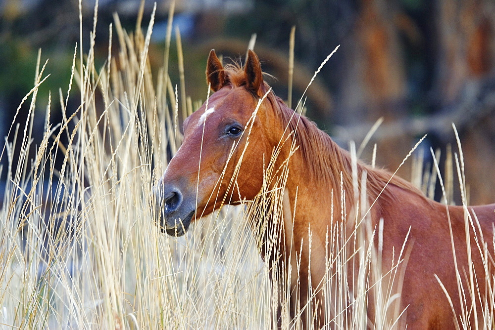 horse in wildwest Oregon, USA