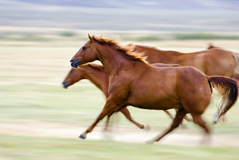 horses in wildwest gallopping, Oregon, USA