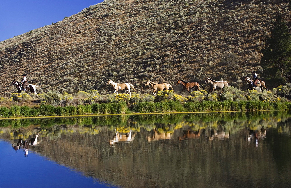 cowboys with horses, Oregon, USA