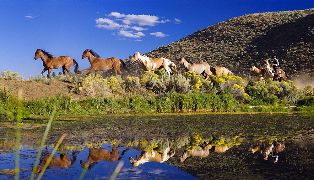 cowboys with horses, Oregon, USA