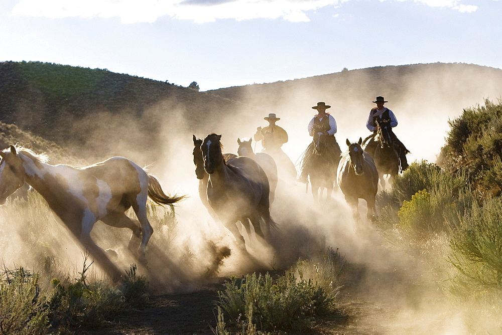 cowboys riding, Oregon, USA