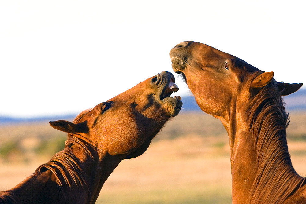 horses in wildwest Oregon, USA