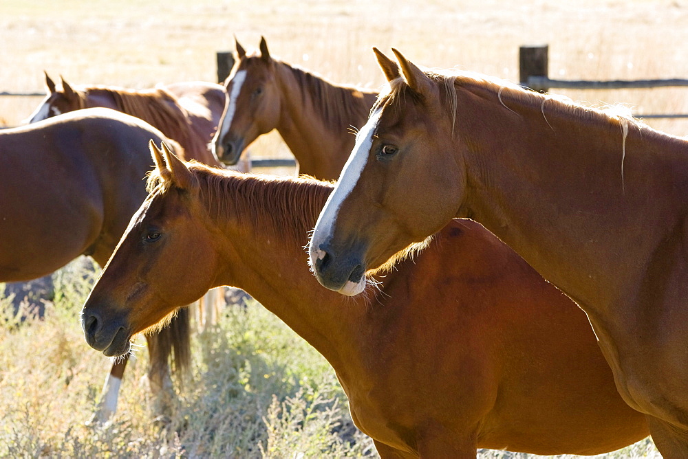 horses in wildwest Oregon, USA