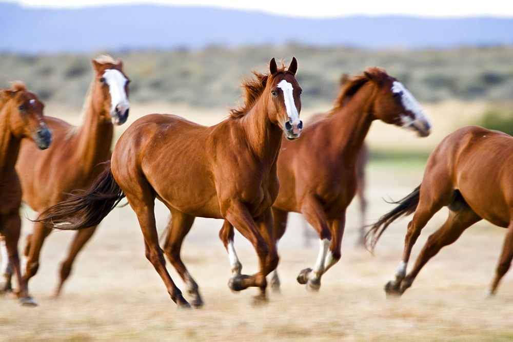 Horses in wildwest gallopping, Oregon, USA