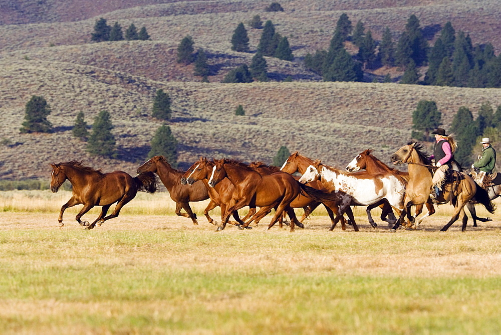 cowboys with horses, Oregon, USA