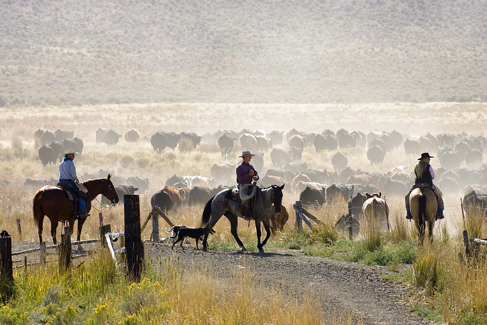 cowboys with cattle, Oregon, USA