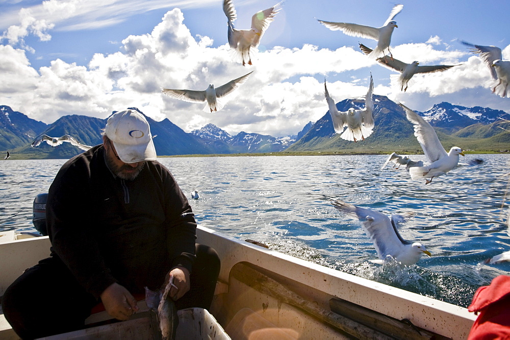 A fisherman cleaning his caught fish, seagulls flying around, Hadselsand, Austvagoya Island, Lofoten, Norway