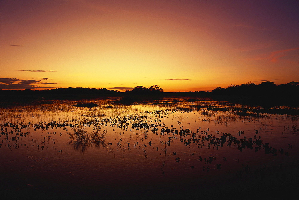 Flood water during the rainy season, Pantanal, Mato Grosso, Brasil, South America