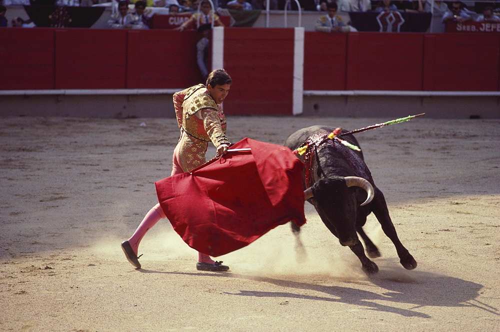 A raging bull attacking the bullfighter's red cape, arena of Granada, Andalusia. Spain