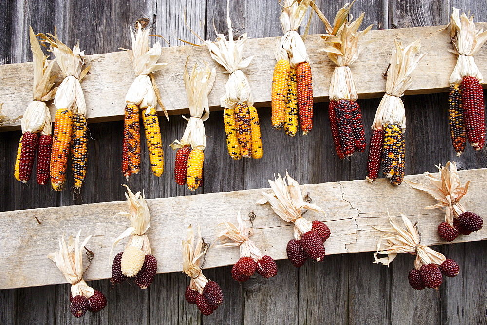 Corn, Neu England, USA