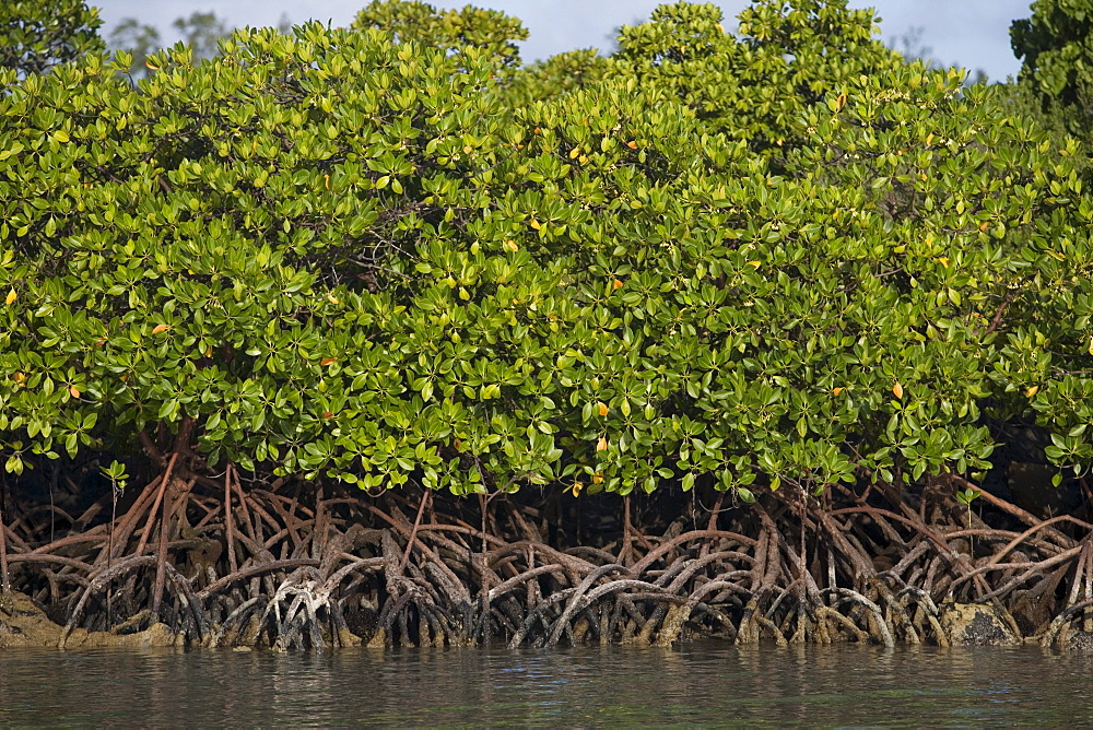 Mangroves at Ile aux Cerfs Island, Near Trou d'Eau Douce, Flacq District, Mauritius