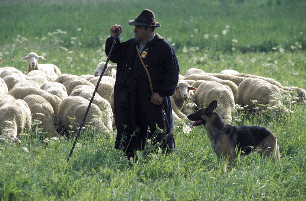 Shepherd and dog at sheepdog herding competition, Bad Urach, Swabian Alb's, Baden-Wuerttemberg, Germany