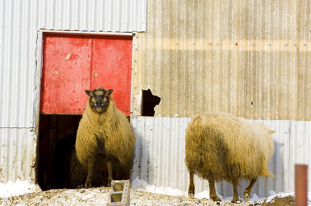 Sheep in front of stable, Iceland