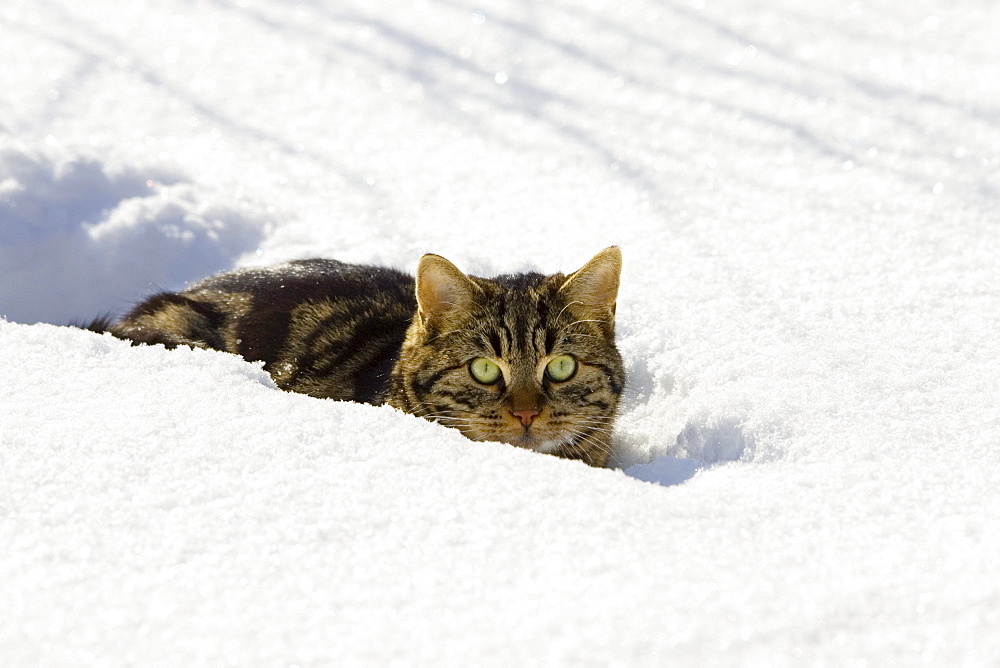 Cat in snow, domestic cat, male, Germany