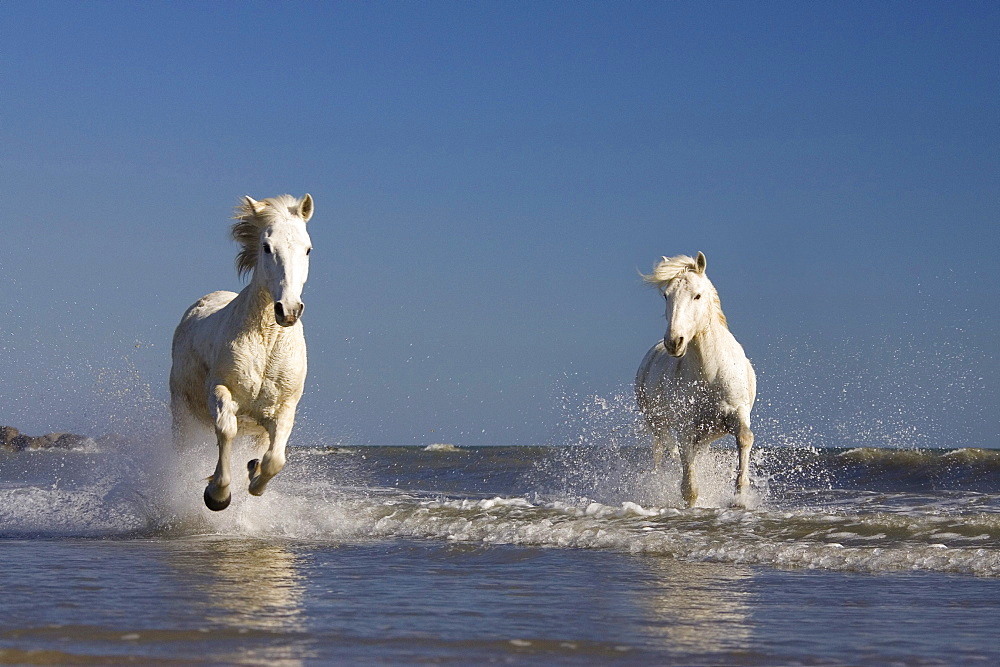 Camargue horses running in water at beach, Camargue, France