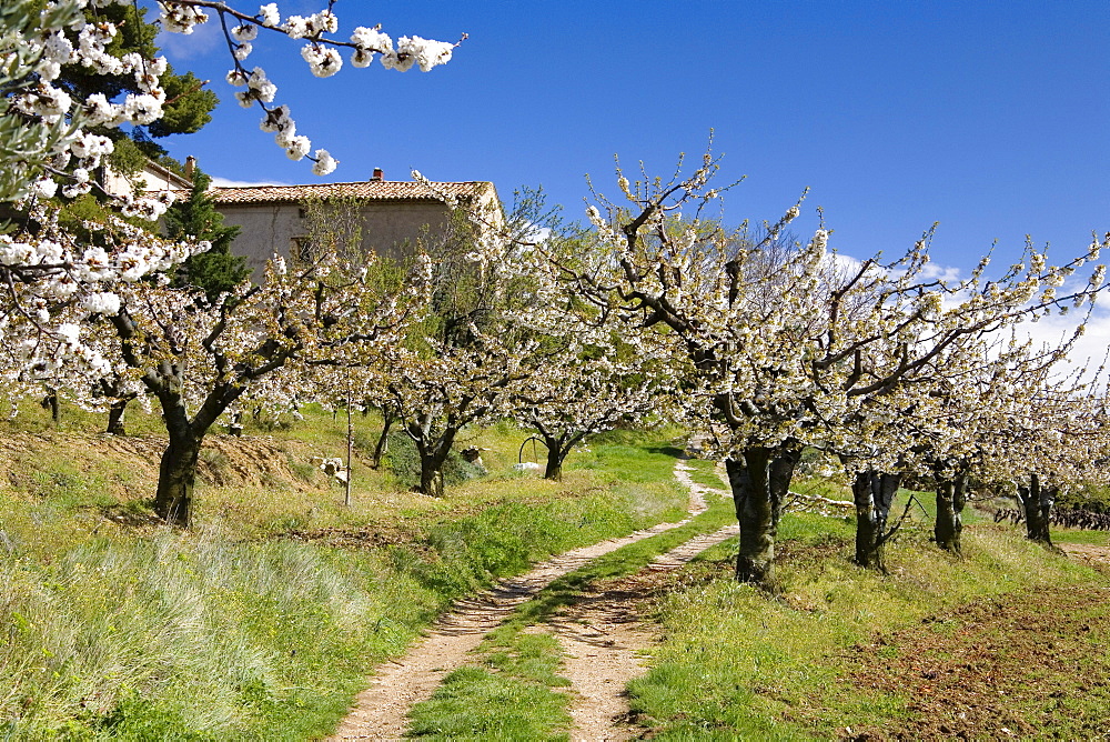 Cherry trees blossoming, Provence, France