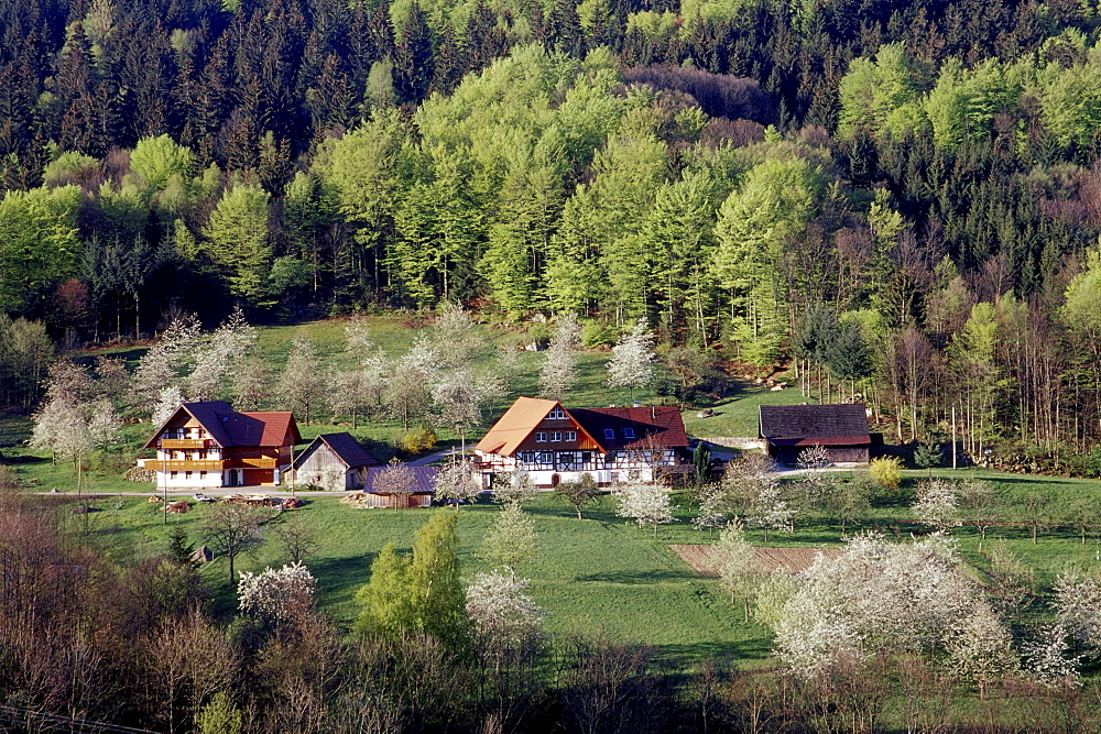 Typical house in the Black Forest with cherry blossom, Sasbach, Achern, Black Forest, Baden Wuerttemberg, Germany