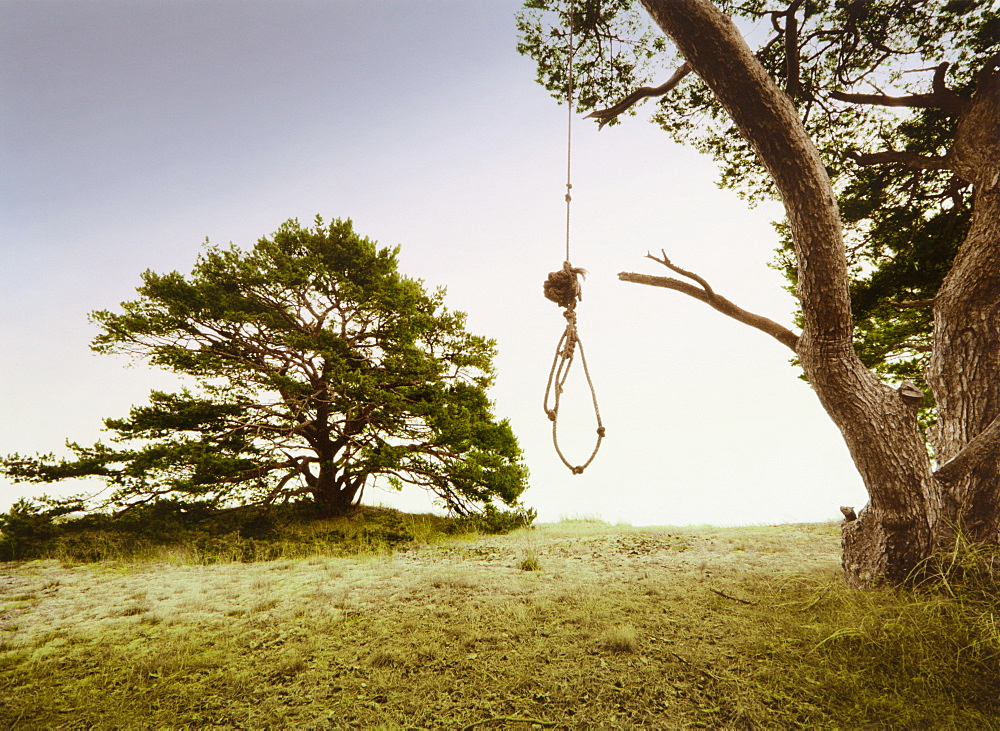 Rope knotted to a sling, hanging from the branch of a pine tree, Skane, Sweden, Europe