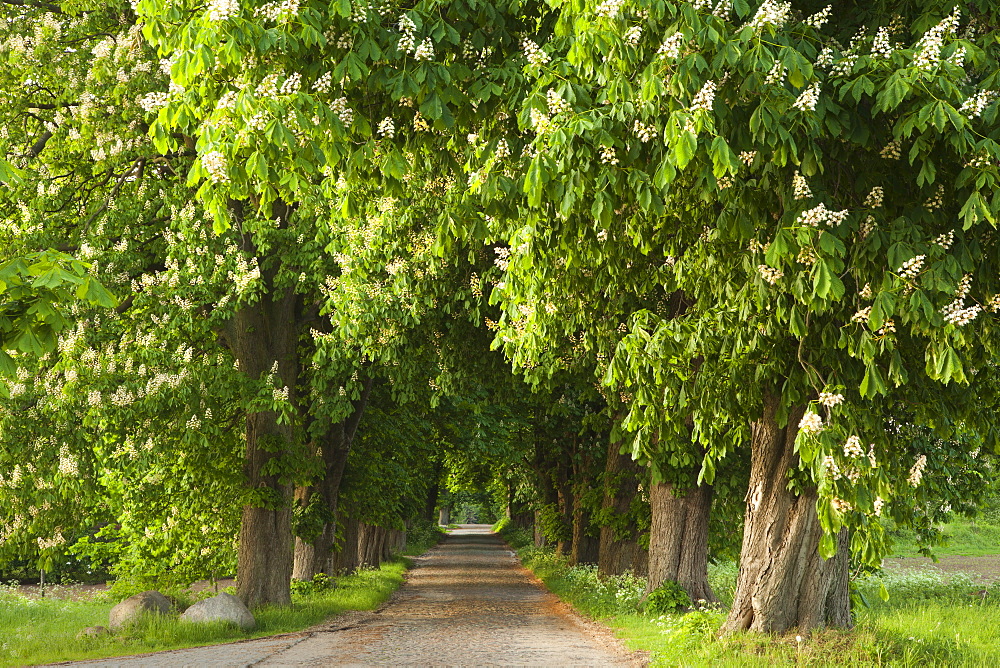 Chestnut alley with blooming trees, Ruegen island, Baltic Sea, Mecklenburg-Western Pomerania, Germany, Europe