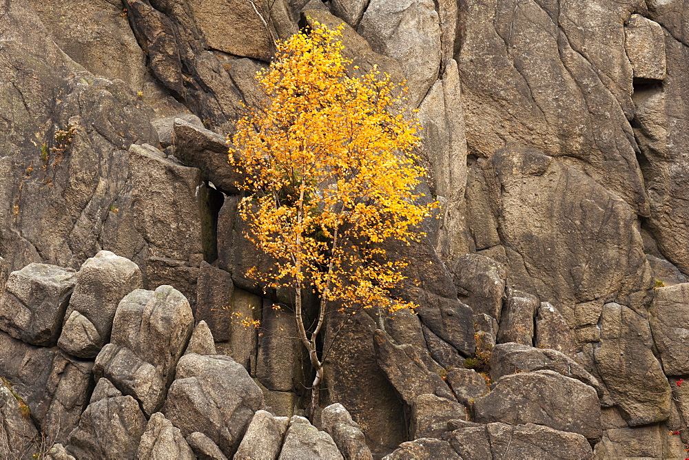 Birch on rocks at Oker valley, near Goslar, Harz mountains, Lower Saxony, Germany, Europe