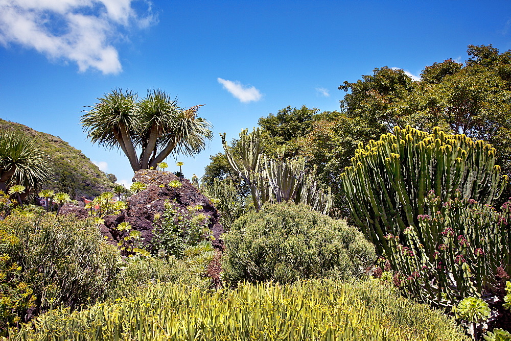 Jardin Canario, Tafira, Gran Canaria, Canary Islands, Spain