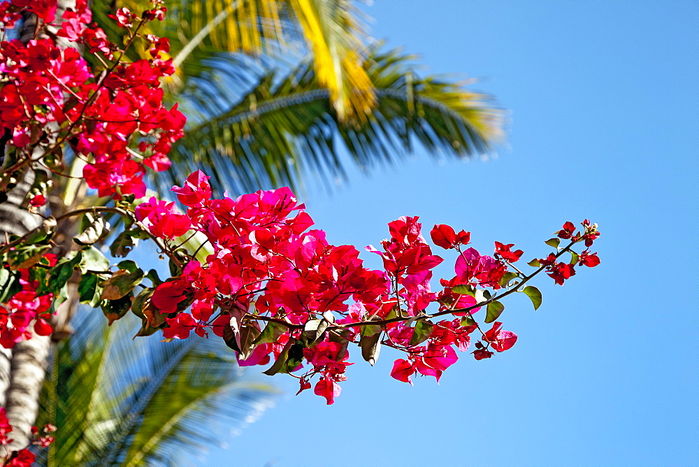 Bougainvillea with  palm tree in the background, Gran Canaria, Canary Islands, Spain