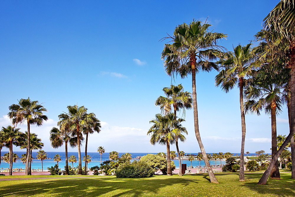 View of palm trees and ocean, Playa Amadores, Puerto Rico, Gran Canaria, Canary Islands, Spain, Europe