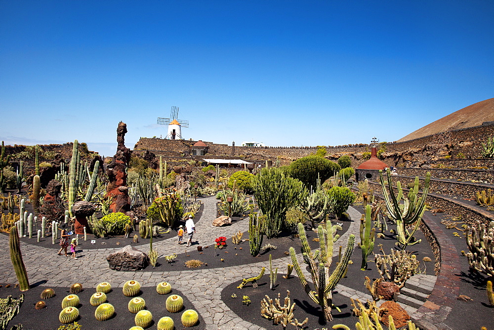 Windmill and cacti, botanical garden, Jardin de Cactus, architect Cesar Manrique, Guatiza, Lanzarote, Canary Islands, Spain, Europe