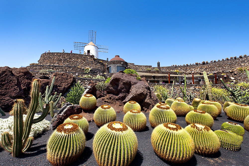 Windmill and cacti, botanical garden, Jardin de Cactus, architect Cesar Manrique, Guatiza, Lanzarote, Canary Islands, Spain, Europe