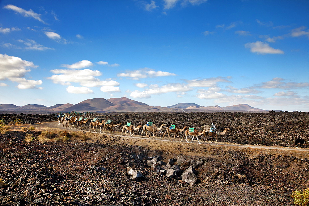 Camels in volcanic landscape, Timanfaya National Park, Lanzarote, Canary Islands, Spain, Europe