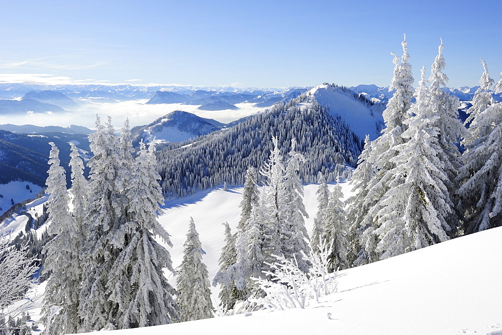 Snow-covered fir trees with view down to the Inn valley, Hochries, Chiemgau range, Chiemgau, Upper Bavaria, Bavaria, Germany