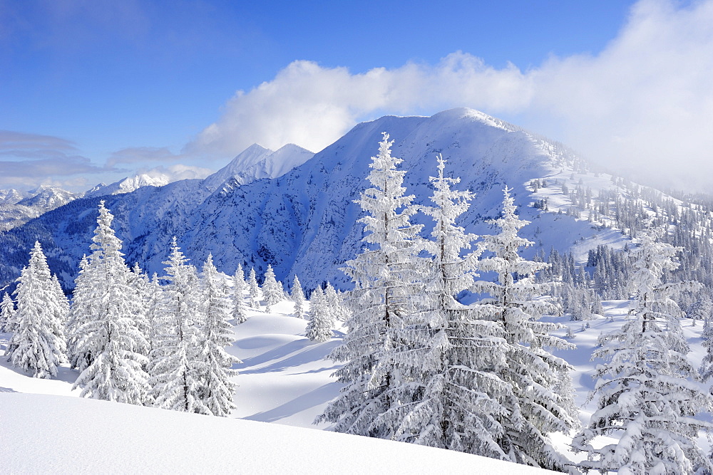 Snow covered fir trees at Schildenstein, Schildenstein, Tegernseer range, Bavarian Prealps, Upper Bavaria, Bavaria, Germany