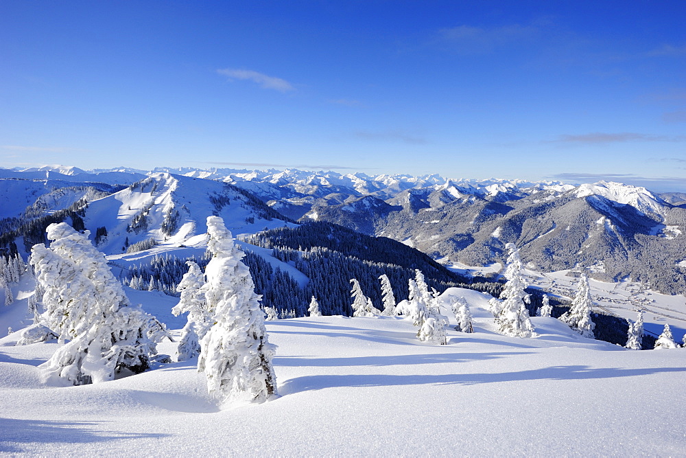 Winter forest with Setzberg in the background, Wallberg, Tegernseer range, Bavarian Prealps, Upper Bavaria, Bavaria, Germany