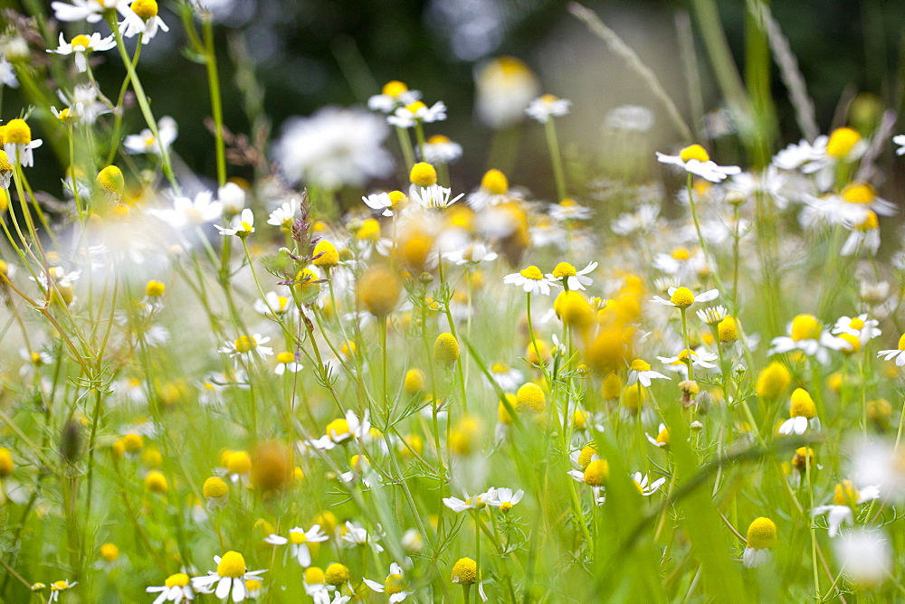 Chamomile buds, Kluetzer Winkel, backcountry, coast of the Baltic Sea, Stellshagen, Mecklenburg-West Pomerania, Germany