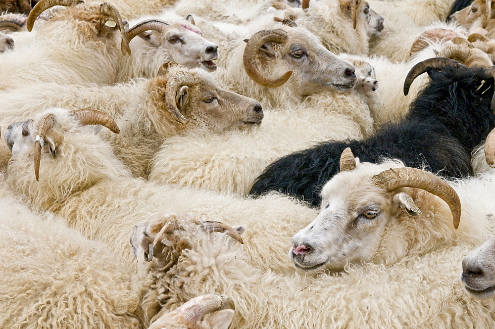 Flock of sheep near Hofn, Iceland, Scandinavia, Europe