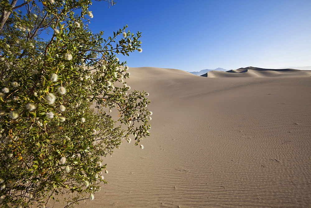 Blooming creosote bush, Mesquite Flat Sand Dunes, Death Valley National Park, California, USA, America