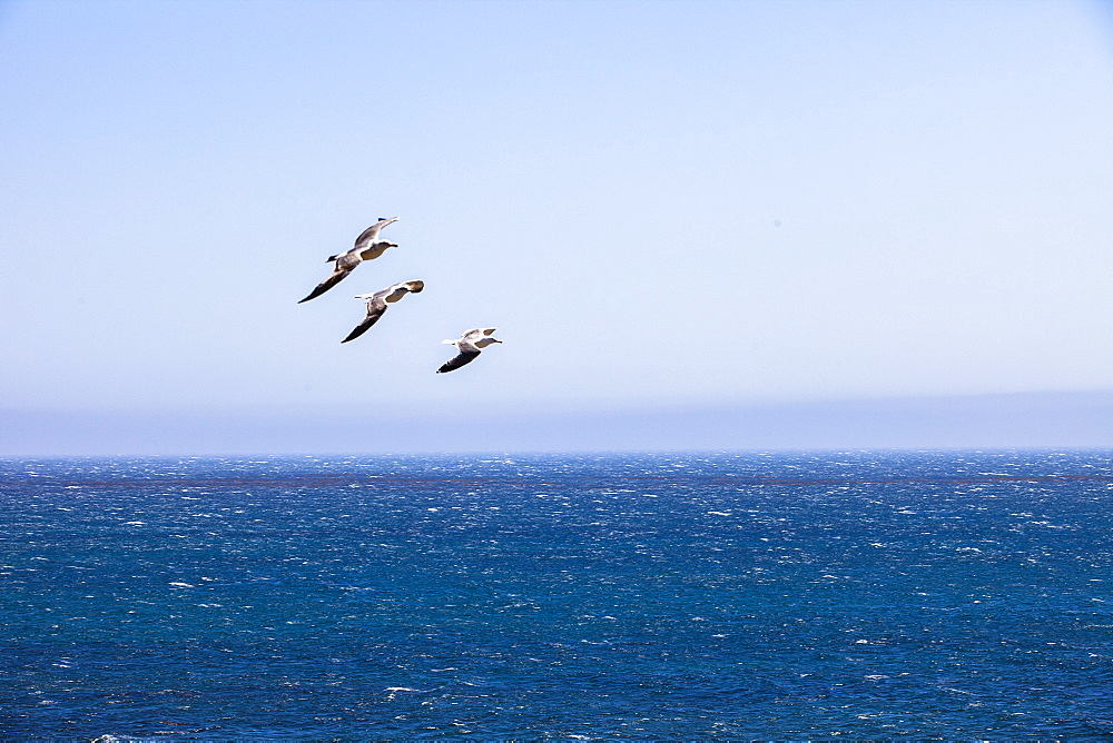 Seagulls above Pacific Ocean, Big Sur coast, California, USA, America