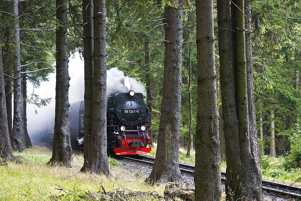 Forest, steam railway, Brockenbahn, stream train, HSB Harz narrow-gauge railways, Schierke, Harz, Saxony-Anhalt, Germany