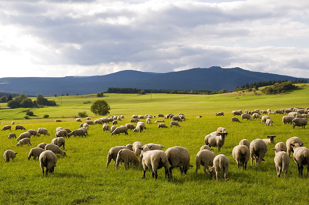 Harz landscape with sheep herd, Brocken in background, Harz, Saxony-Anhalt, Germany