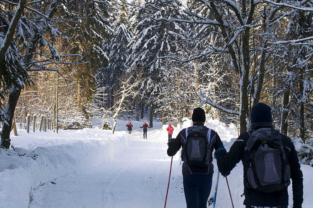 Cross country skier on the ski track, snowy forest, Torfhaus, Koenigskrug near Braunlage, Altenau, Harz, Lower Saxony, Germany